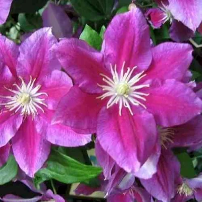 Клематис ХАНИЯ в Владикавказе