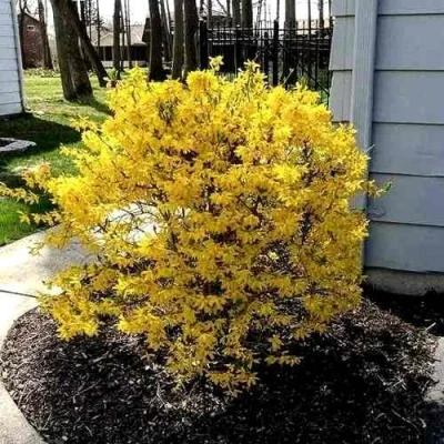 Форзиция ЛЕДНОГОРА промежуточная в Владикавказе