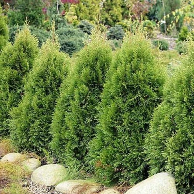 Туя СМАРАГД ВИТБОНТ западная в Владикавказе