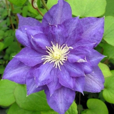 Клематис БЬЮТИ ОФ ВОЧЕСТЕР в Владикавказе