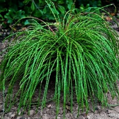 Туя ВИПКОРД складчатая в Владикавказе