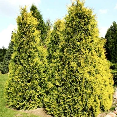 Туя САЛЛАНД западная в Владикавказе