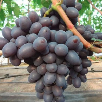 виноград Подарок Несветая