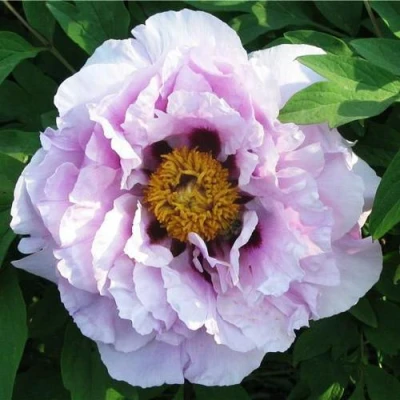 Пион СИНИЙ САПФИР древовидный в Владикавказе