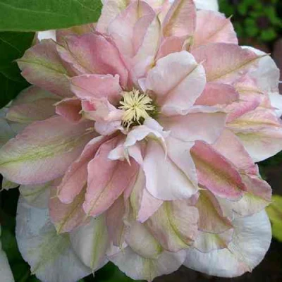 Клематис ИННОСЕНТ БЛАШ в Владикавказе