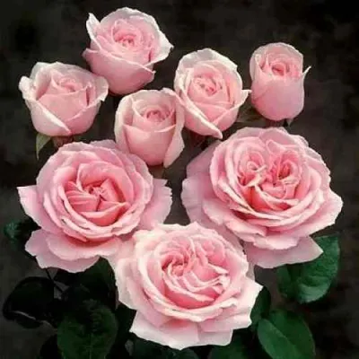 Роза ФРЕДЕРИК МИСТРАЛЬ чайно-гибридная в Владикавказе