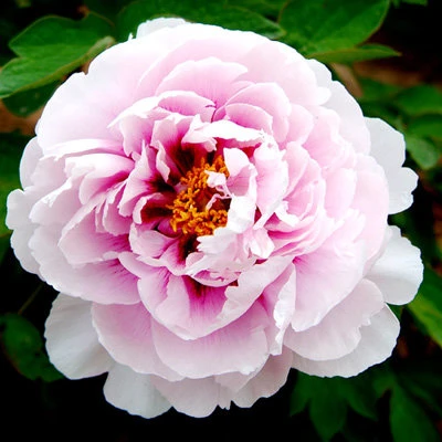 Пион ПЕРСИК ПОД СНЕГОМ древовидный в Владикавказе