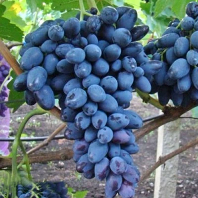 виноград Атос