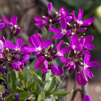 Арабис РОУЗ делайт в Владикавказе