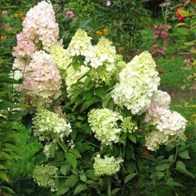 гортензия метельчатая Бомбшел