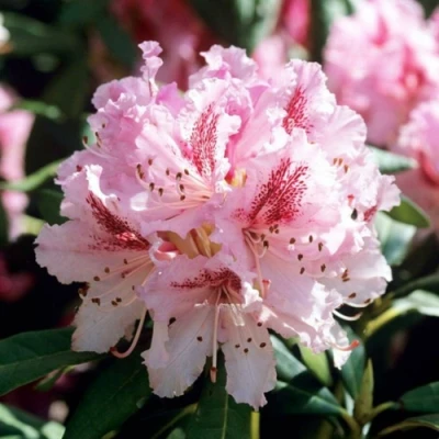 Рододендрон ЧИР в Владикавказе