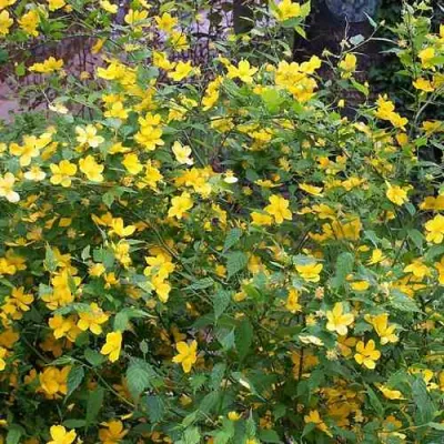 Керрия японская ГОЛДЕН ГИНЕЯ в Владикавказе