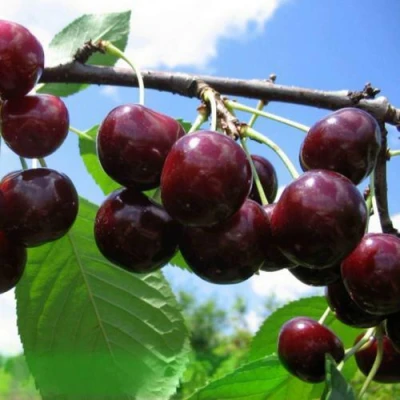 Дюк ЧУДО-ВИШНЯ в Владикавказе