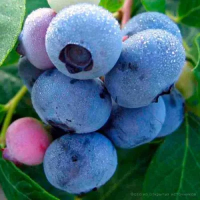 Голубика БОНИФАЦИЙ в Владикавказе