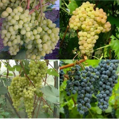 Комплект ВИНОГРАДНАЯ РАДУГА в Владикавказе