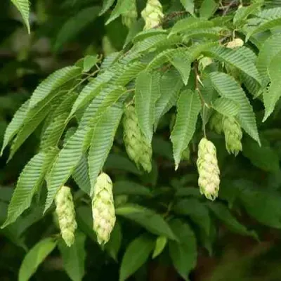 Граб японский в Владикавказе