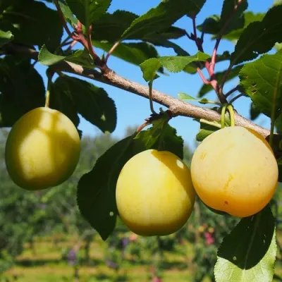 Слива ВАШИНГТОН в Владикавказе