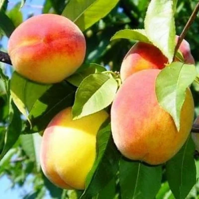 Персик ПАМЯТЬ ЛОЙКО в Владикавказе