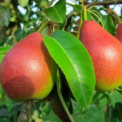 Груша ГЕРА в Владикавказе