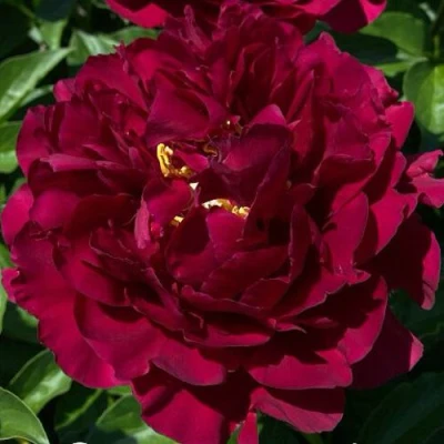 Пион ОЛД ФЕЙТФУЛ травянистый в Владикавказе