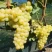 Виноград КИШМИШ ЗОЛОТЦЕ в Владикавказе