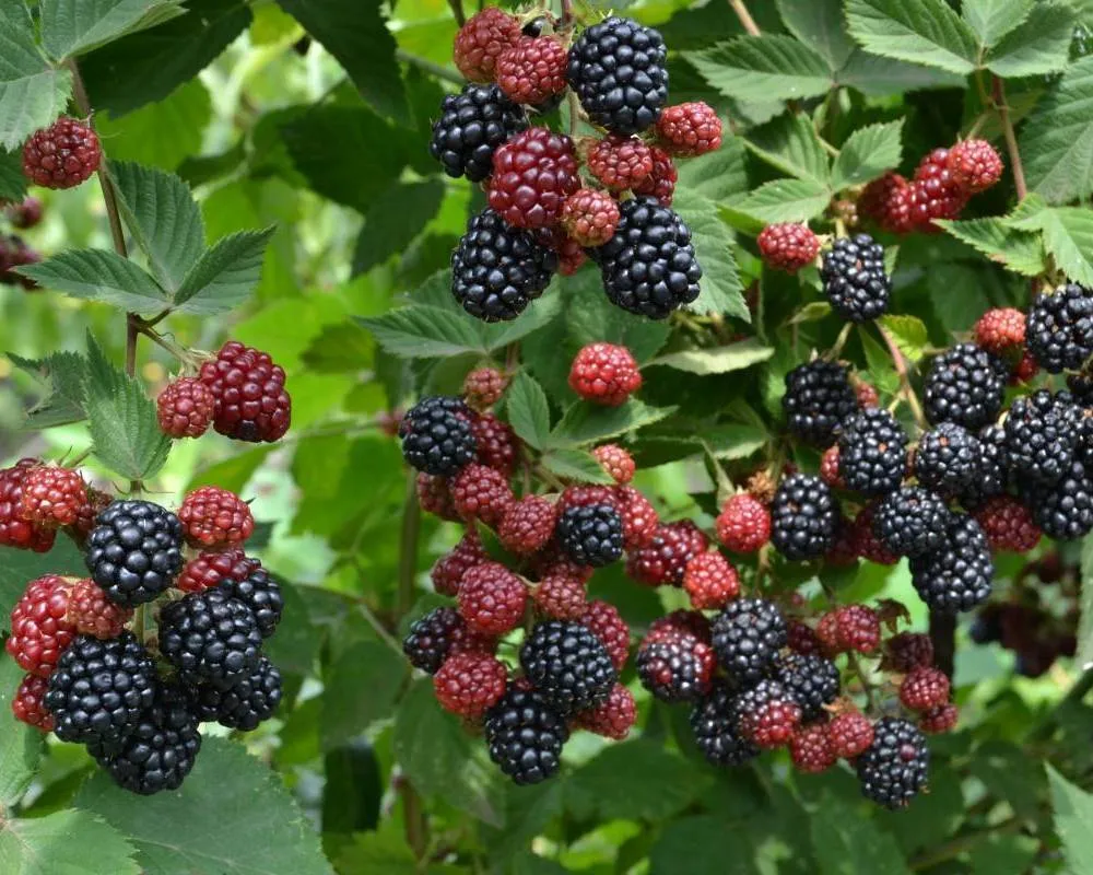 кустики ежевики