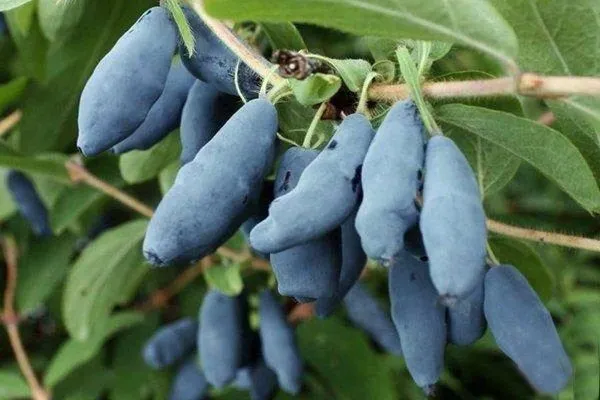 жимолость съедобная жимолость съедобная