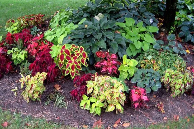 Новинки: многолетники для вашего сада Новинки: многолетники для вашего сада