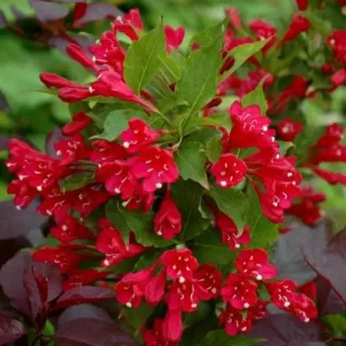 Вейгела РЕД ПРИНЦ  Вейгела РЕД ПРИНЦ в Владикавказе