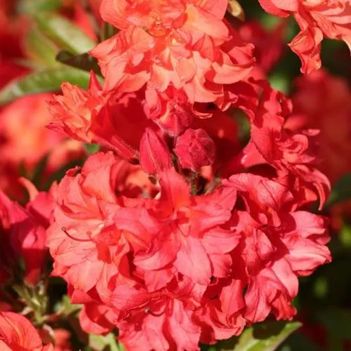 Азалия ФОЙЕРКОПФЕН крупноцветковая  Азалия ФОЙЕРКОПФЕН крупноцветковая в Владикавказе