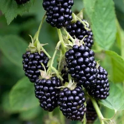 Ремонтантная в Владикавказе