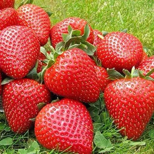 Клубника ЭЛИАНЕ  Клубника ЭЛИАНЕ в Владикавказе