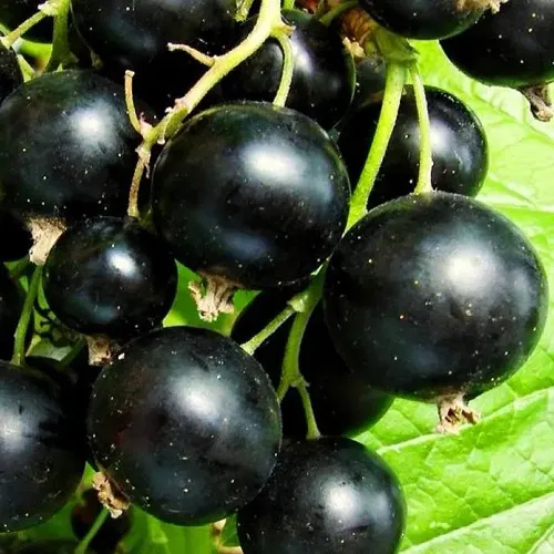 Смородина черная ДАЧНИЦА  Смородина черная ДАЧНИЦА в Владикавказе