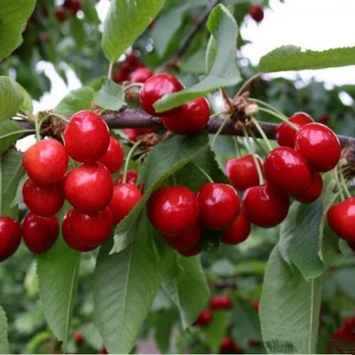 Черешня ДОНЕЦКАЯ КРАСАВИЦА  Черешня ДОНЕЦКАЯ КРАСАВИЦА в Владикавказе