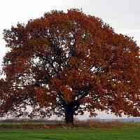 Дуб скальный  Дуб скальный в Владикавказе