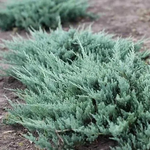 Можжевельник БЛЮ ЧИП горизонтальный  Можжевельник БЛЮ ЧИП горизонтальный в Владикавказе