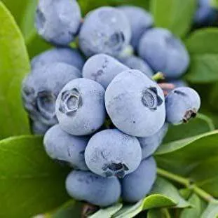 Ранние сорта  Ранние сорта в Владикавказе