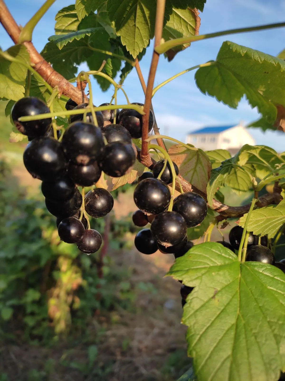 Смородина добрыня Смородина добрыня