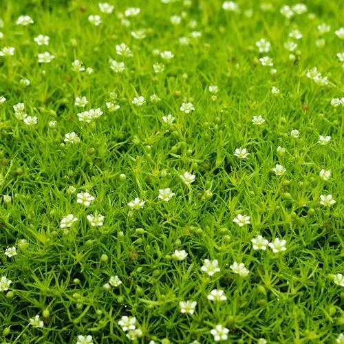 саженцы мшанки саженцы мшанки