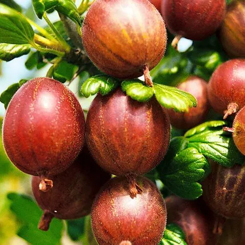 Крыжовник ШЕРШНЕВСКИЙ  Крыжовник ШЕРШНЕВСКИЙ в Владикавказе