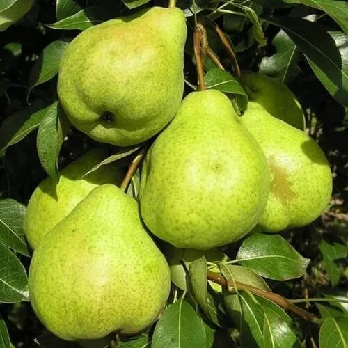 Груша АВГУСТОВСКАЯ РОСА  Груша АВГУСТОВСКАЯ РОСА в Владикавказе