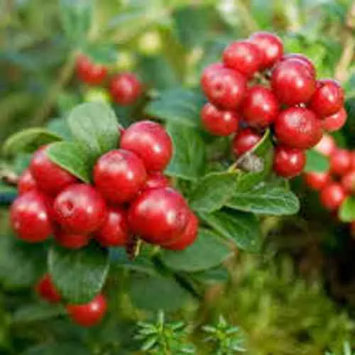 Брусника садовая РУНО БЕЛЯВСКИ  Брусника садовая РУНО БЕЛЯВСКИ в Владикавказе