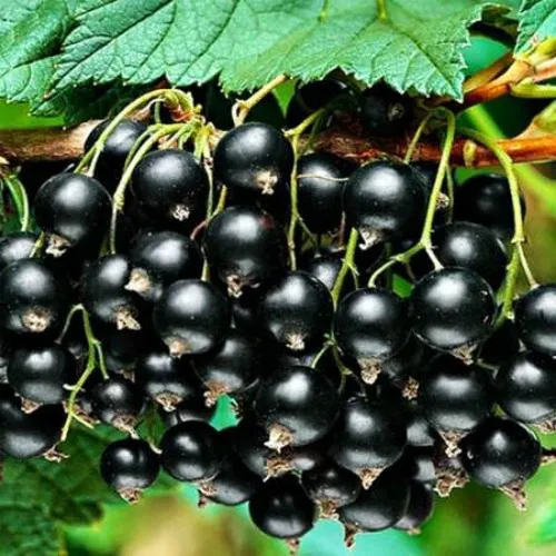 Смородина черная АТЛАНТ  Смородина черная АТЛАНТ в Владикавказе