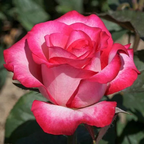 Саженцы роз ХАЙЛЕНДЕР чайно-гибридная  Саженцы роз ХАЙЛЕНДЕР чайно-гибридная в Владикавказе