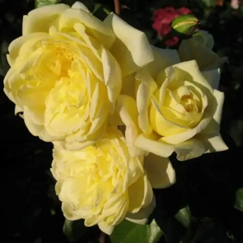 Саженцы роз КАЗИНО плетистая  Саженцы роз КАЗИНО плетистая в Владикавказе