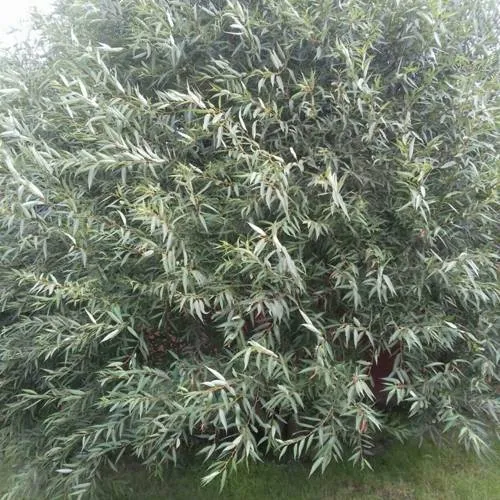 Ива СЕРЕБРИСТАЯ  Ива СЕРЕБРИСТАЯ в Владикавказе