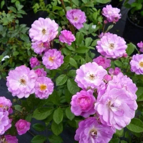 Саженцы роз РАЙМОНД ПРИВАТ полиантовая  Саженцы роз РАЙМОНД ПРИВАТ полиантовая в Владикавказе