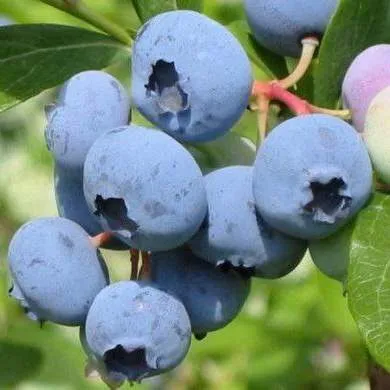 Поздние сорта  Поздние сорта в Владикавказе