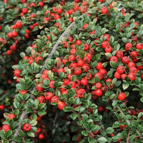 саженцы кизильника саженцы кизильника