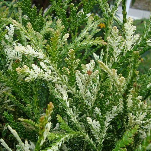 Туевик ВАРИЕГАТА долотовидный   Туевик ВАРИЕГАТА долотовидный  в Владикавказе